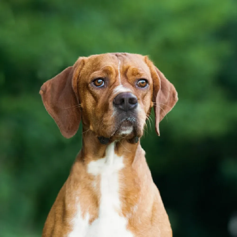 Cachorro Perdigueiro 4.webp